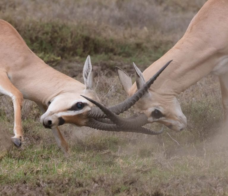 Tanzania Safari Tours