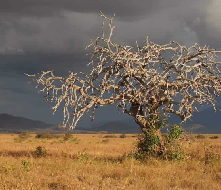 1-Day Mkomazi National Park Tour | Rhino Sanctuary