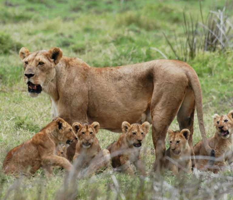 2-Day Safari Mikumi Park and Masai Village Excursion