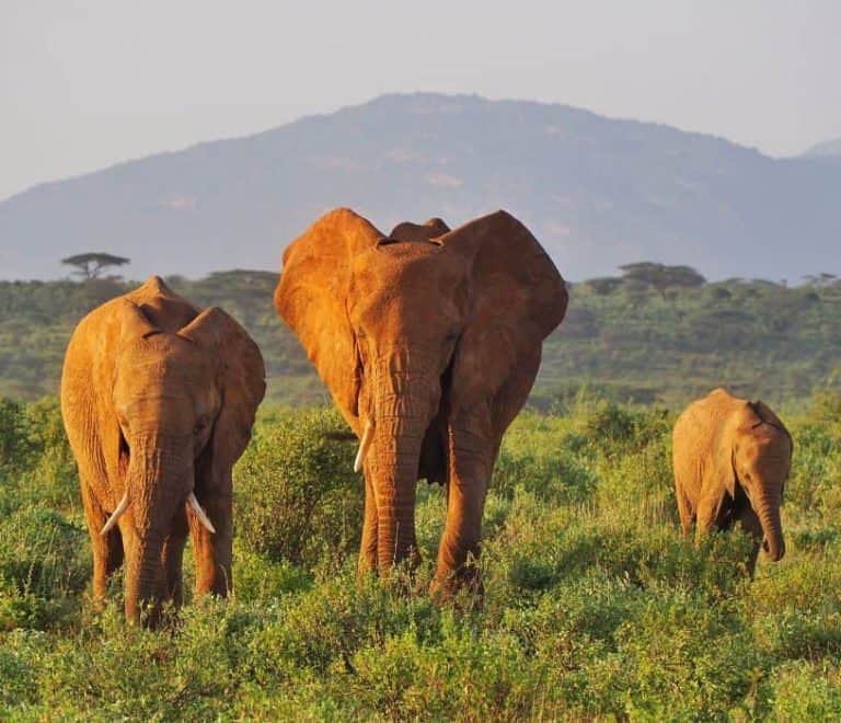 5 Days Samburu Safari Holiday and Cultural Tour