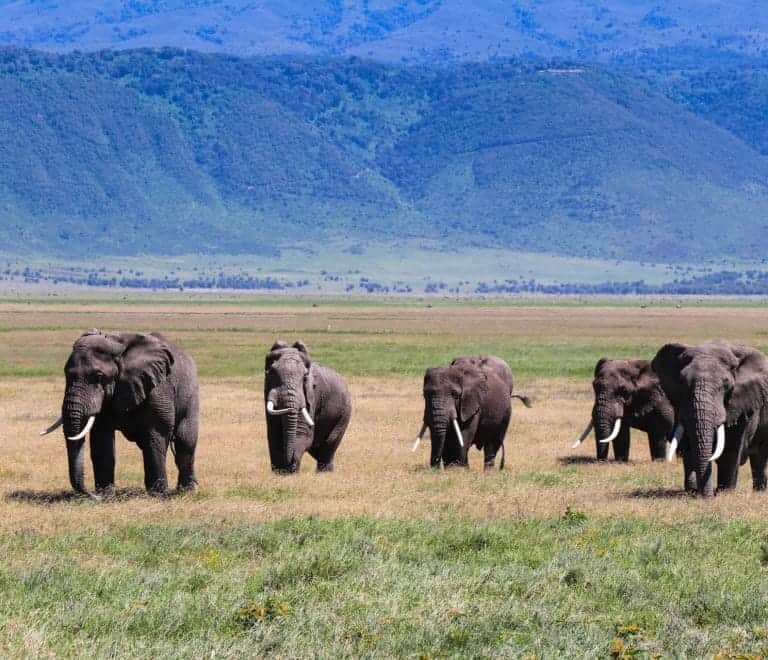 3 Days Tanzania Northern Circuit Affordable Safari Big Five