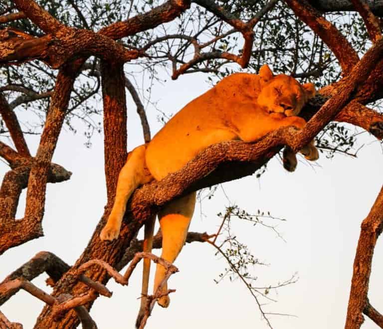 3 Days Big Five Of Serengeti and Ngorongoro Crater