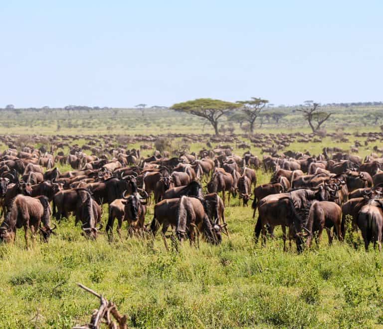 6 Days Safari Tanzania And Kenya Combined Trip