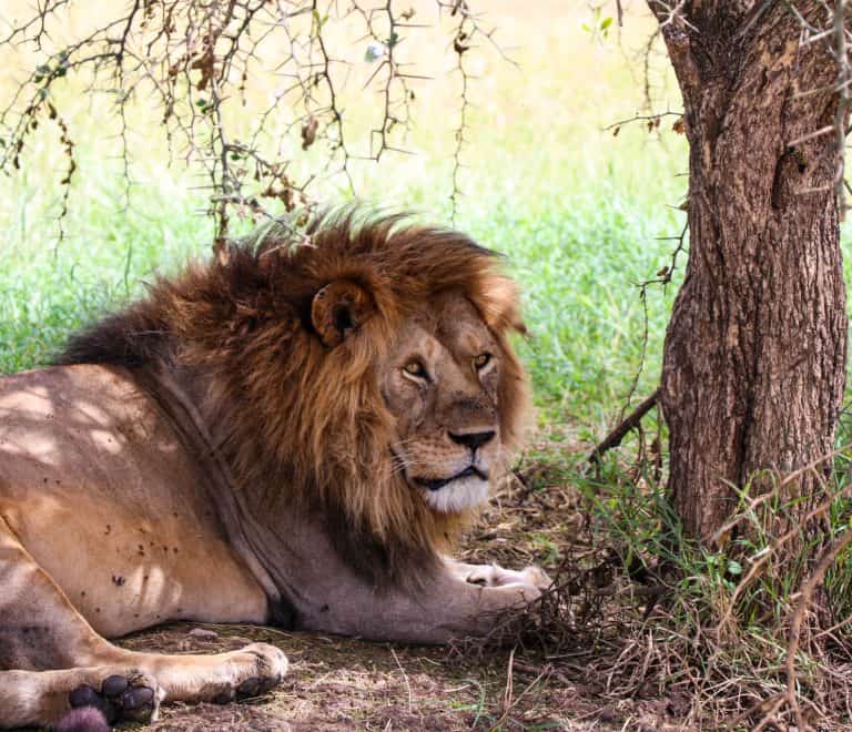 4 Day Luxury Tented Camp Experience