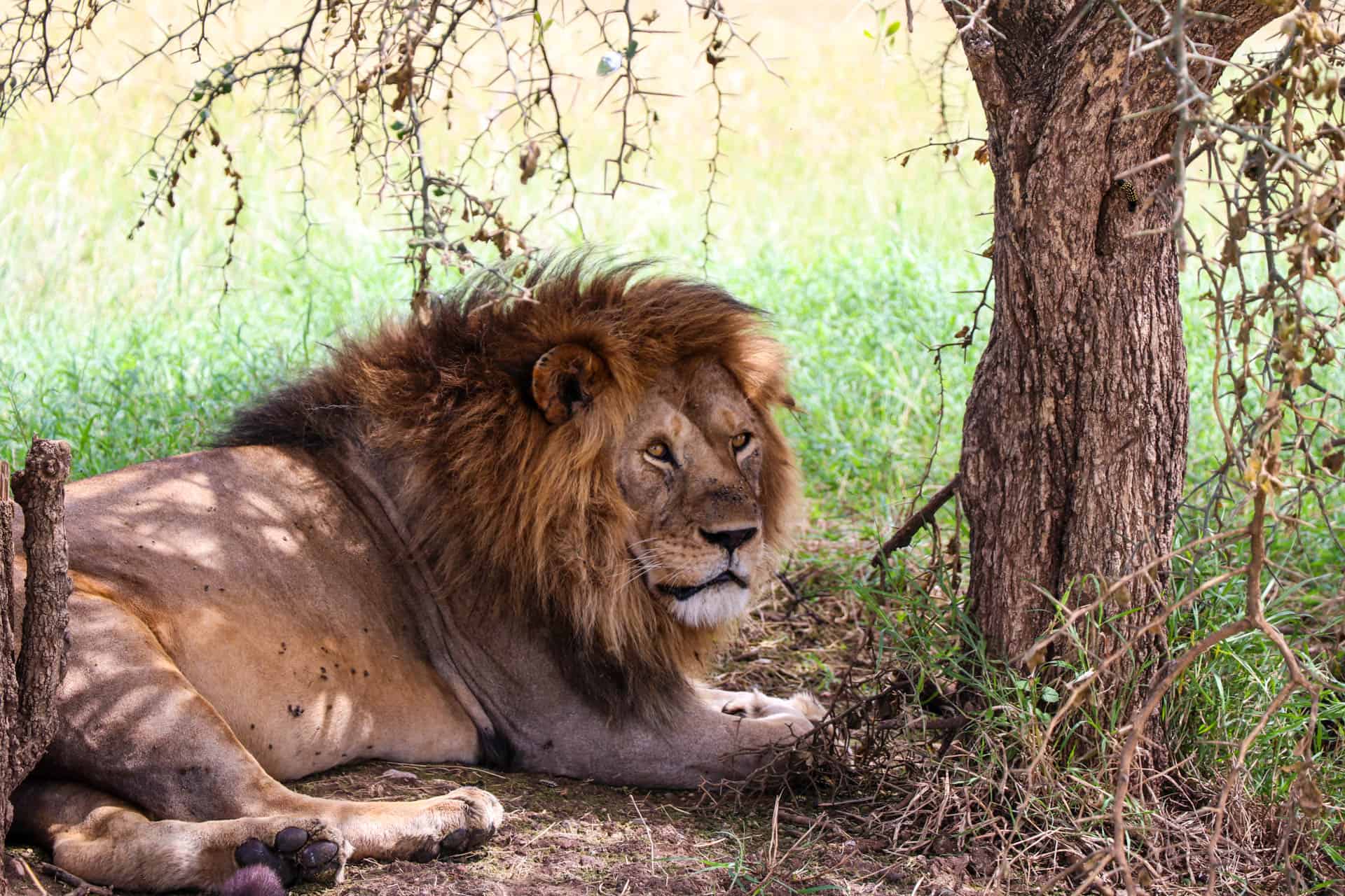 Safaris