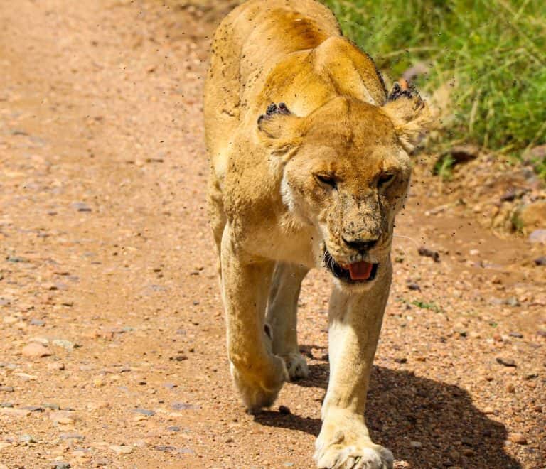 3-Day Affordable Safari in Mikumi National Park