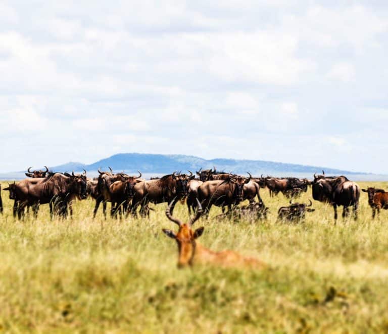 Wildlife safari