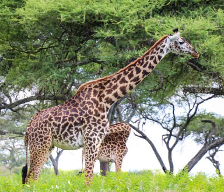 1-Day Arusha National Park Safari