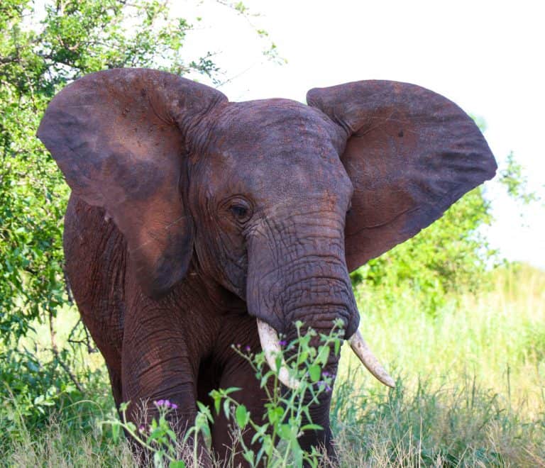 1-Day Safari in Tarangire National Park