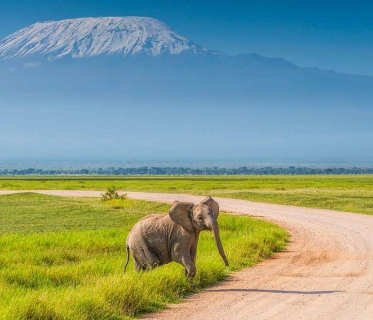 5-Day Kenya-Tanzania Combined Safari Full Glass for Jambo Mara