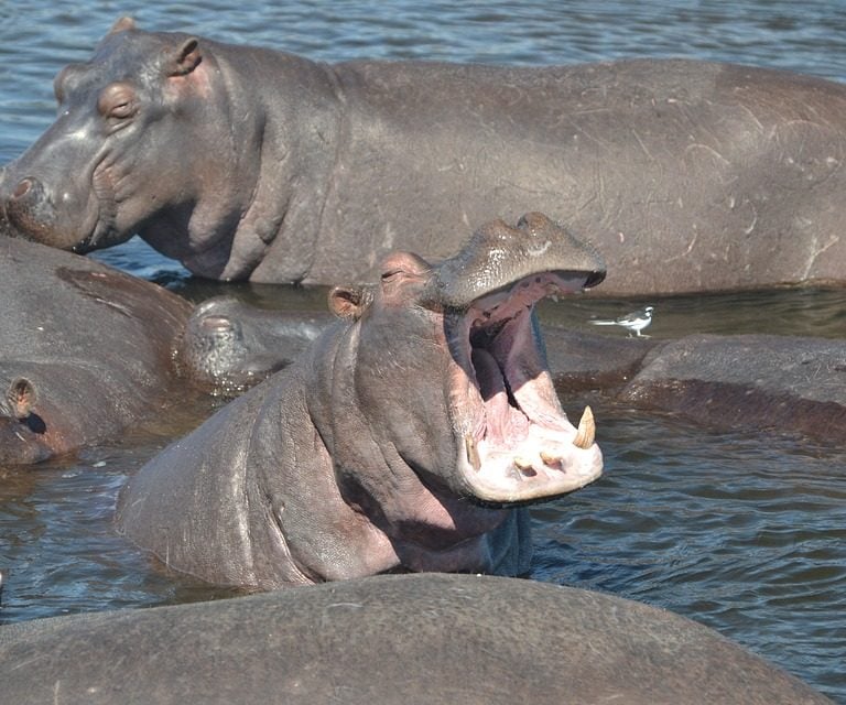 10 Days of Wilderness in Selous, Mikumi and Ruaha