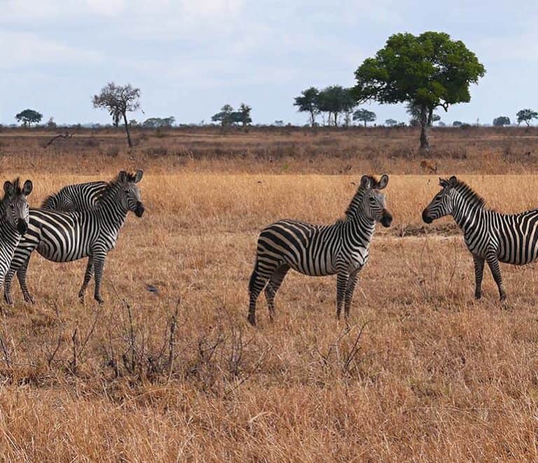 6 Days Luxury and Fly Safari in Selous and Ruaha