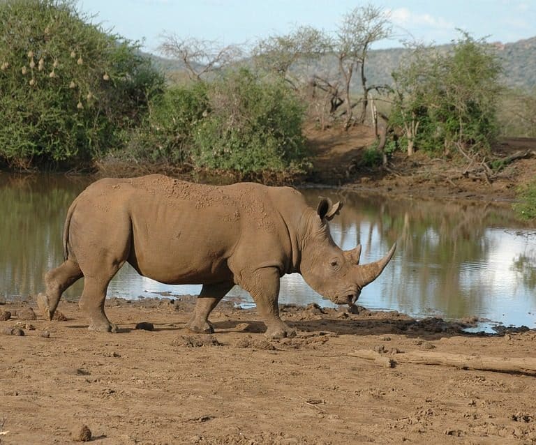 6 Days Safari Big 5 of Selous and Ruaha