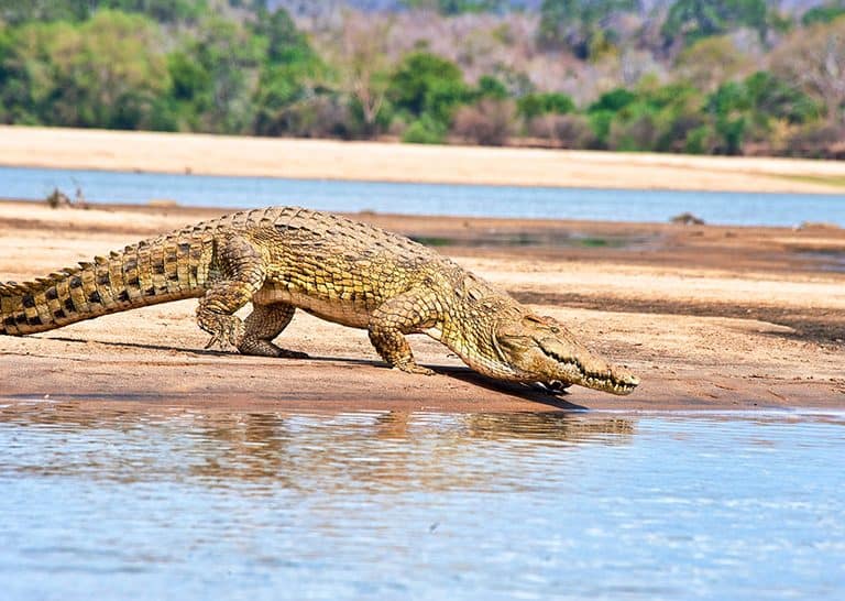 2 Days Mikumi Affordable Southern Safari