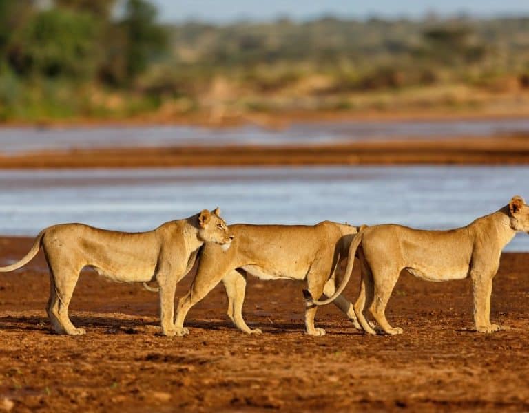 11 Days Classic Kenya Wildlife Safari | Maasai mara | Amboseli | Samburu