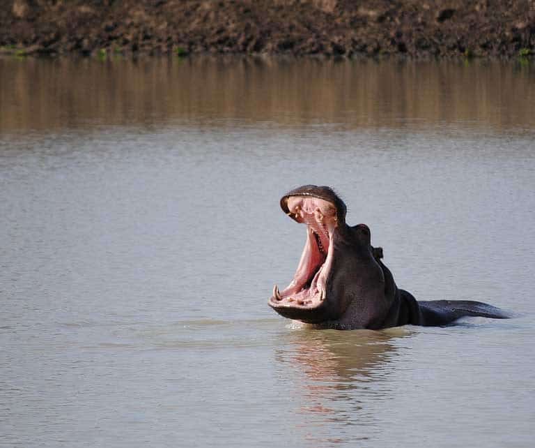 7 days Safari Tanzania & Kenya Safari Tour