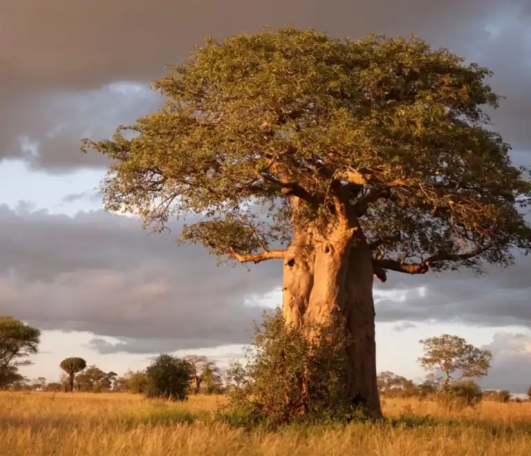 1 Day Amazing Safari to Tarangire National Park