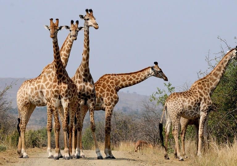 Masai Giraffe