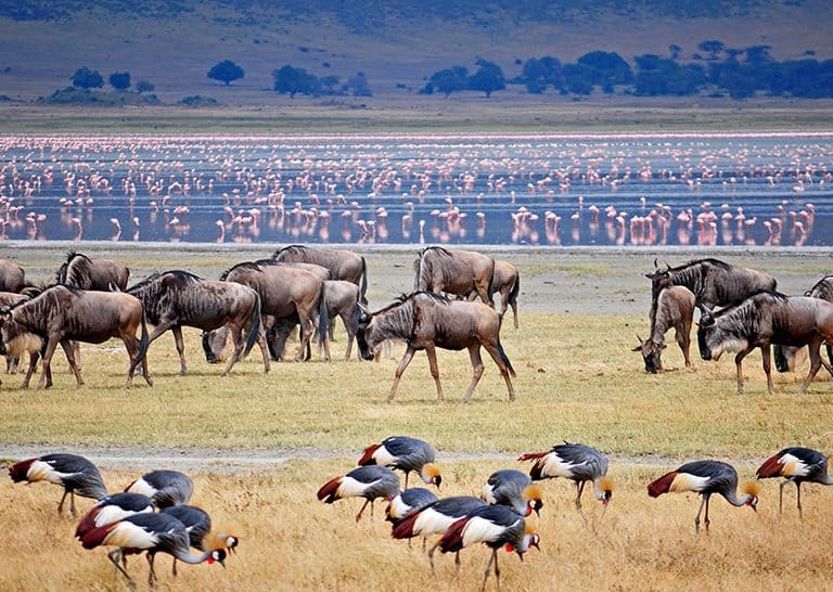 Wildebeests