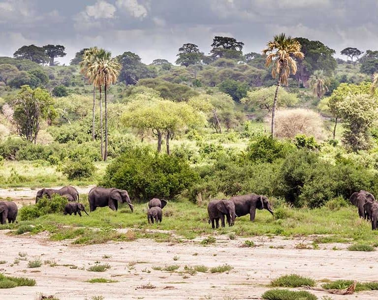 Elephants